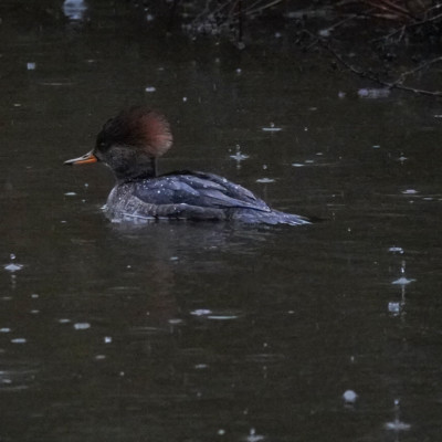 Hooded Merganser at Ridgefield NWR, Winter 2021