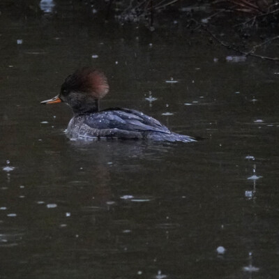 Hooded Merganser at Ridgefield NWR, Winter 2021