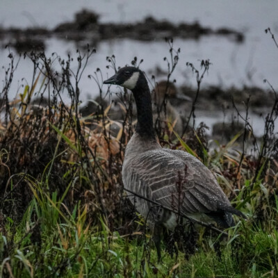 Canada Goose in the shady wetland. Ridgefield NWR, Winter 2021-22.