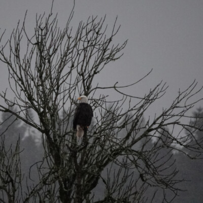 Bald Eagle at Ridgefield NWR, Winter 2021