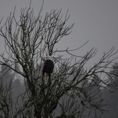 Bald Eagle at Ridgefield NWR, Winter 2021