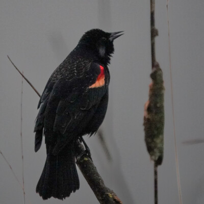 Red-winged Blackbird at Ridgefield NWR, Winter 2021