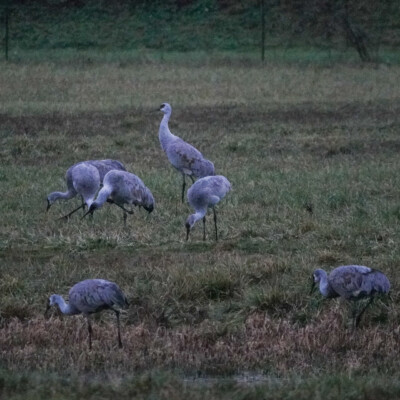 Sandhill Crane in the grass at sunset. Ridgefield NWR, Winter 2021-22.