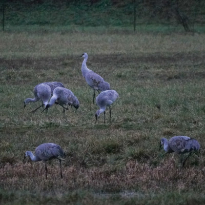 Sandhill Crane in the grass at sunset. Ridgefield NWR, Winter 2021-22.