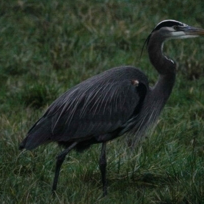 Heron at Ridgefield NWR, Winter 2021