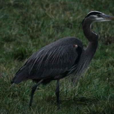 Heron at Ridgefield NWR, Winter 2021