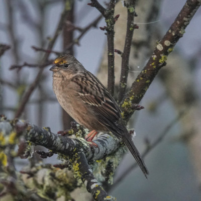 Golden-crowned Sparrow at Vancouver Lake Lowlands, Winter 2021