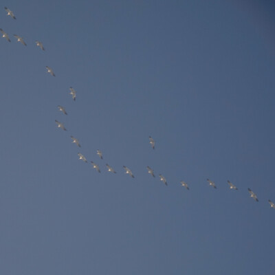 Snow Geese at Vancouver Lake Lowlands, Winter 2021