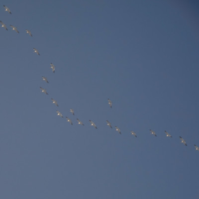 Snow Geese at Vancouver Lake Lowlands, Winter 2021