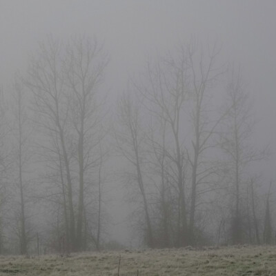 Foggy view towards the Columbia River, Lower Vancouver Lake, Winter 2021-22/ The view towards the Columbia River. When we came back a couple hours later …