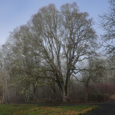 Vancouver Lake Trail, Winter 2021-22