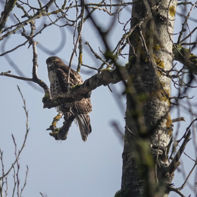 Cooper's Hawk at Vancouver Lake Lowlands, Winter 2021