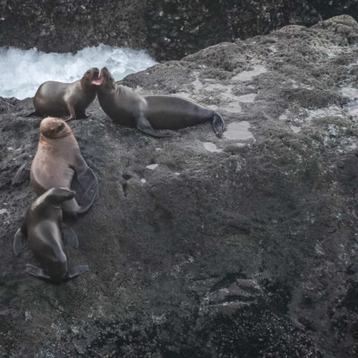 Seals, Oregon Central Coast, Winter 2021-22