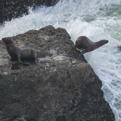 Seals, Oregon Central Coast, Winter 2021-22