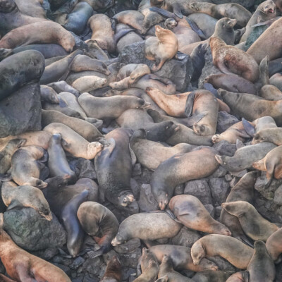 Seals, Oregon Central Coast, Winter 2021-22