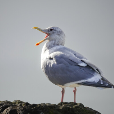 Herring Gull, Oregon Central Coast, Winter 2021