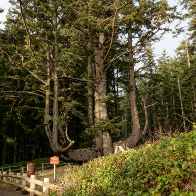 Octopus Tree, Cape Meares, Winter 2021-22