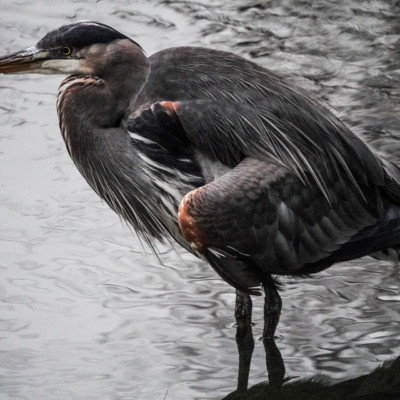 Heron at Whitaker Ponds, Winter 2021