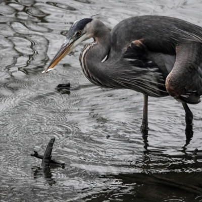 Heron at Whitaker Ponds, Winter 2021