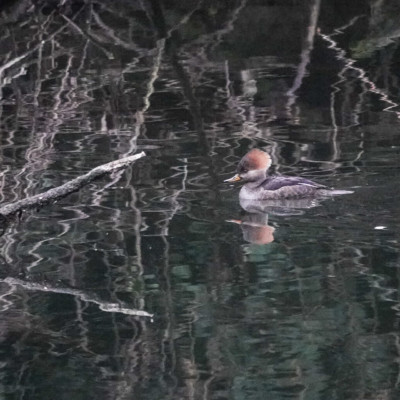 Female Hooded Merganser at Whitaker Ponds, Winter 2021
