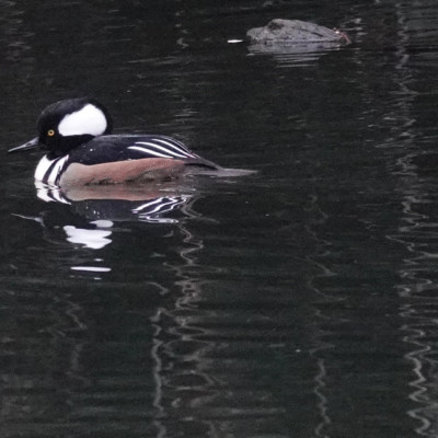 Male Hooded Merganser at Whitaker Ponds, Winter 2021