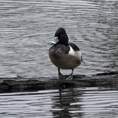 Ring-necked Duck at Whitaker Ponds, Winter 2021