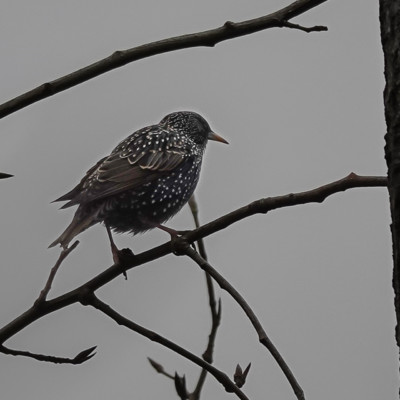 European Starling at Whitaker Pond, Wnter 2021-22