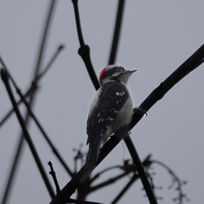 Downy Woodpecker, Whitaker Ponds, WInter, 2021-22