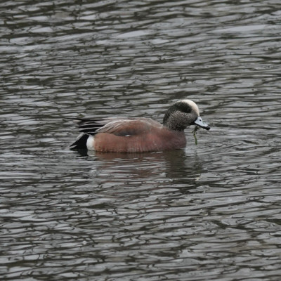 Wigeon at Whitaker Ponds, Winter 2021-22