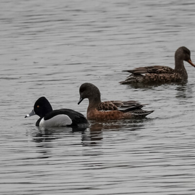 Ring-necked Duck at Whitaker Ponds, Winter 2021