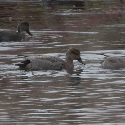 Gadwall at Whitaker Ponds, Winter 2021