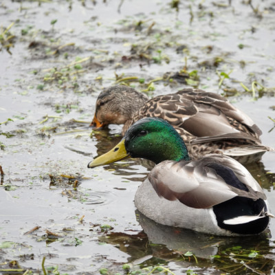 Mallard pair at Whitaker Ponds, Winter 2021