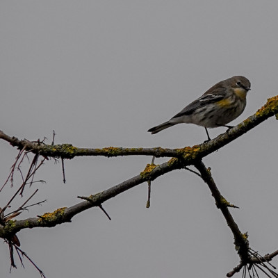 Warbler at Whitaker Ponds, Winter 2021