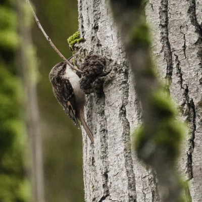 Brown Creeper at Smith & Bybee Lakes, Winter 2021
