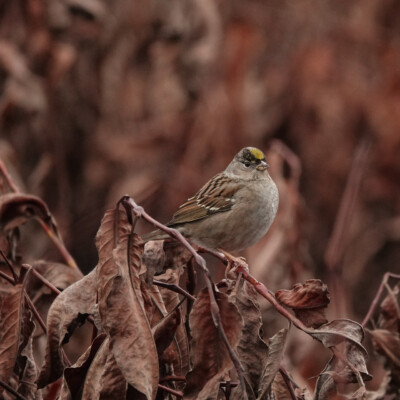 Golden-crowned Sparrow at Smith & Bybee Lakes, Winter 2021