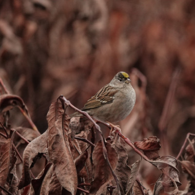 Golden-crowned Sparrow at Smith & Bybee Lakes, Winter 2021