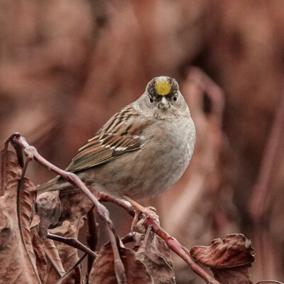 Golden-crowned Sparrow at Smith & Bybee Lakes, Winter 2021