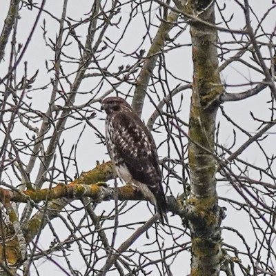 Cooper's Hawk at Smith & Bybee Lakes, Winter 2021