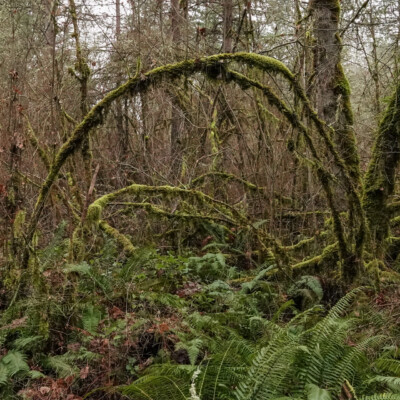 Tualatin Hills Nature Park, Winter 2021-22