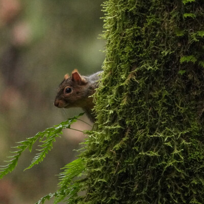 Squirrel, Tualatin Hills Nature Park, Winter 2021-22