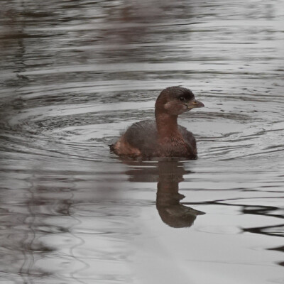 A gosling at Tualatin Hills Nature Park, Winter 2021