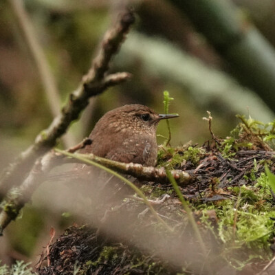 Pacific Wren at Tualatin Hills Nature Park, Winter 2021