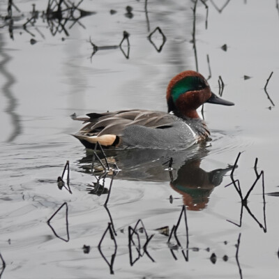 Green-winged Teal at Tualatin Hills Nature Park, Winter 2021