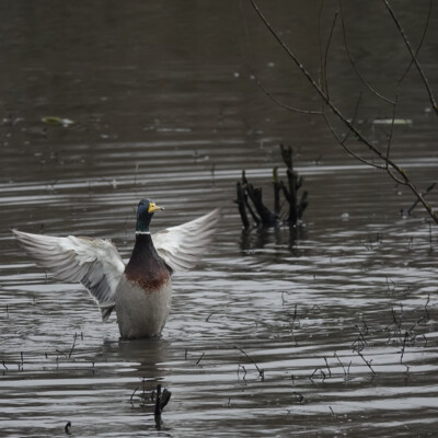 Mallard at Tualatin Hills Nature Park, Winter 2021