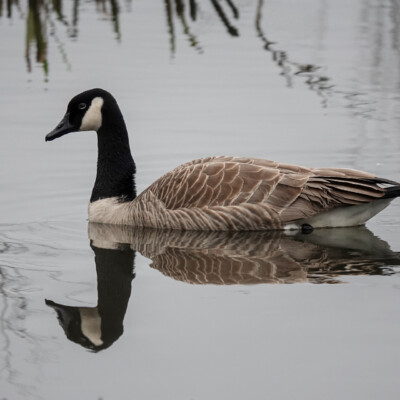 Canada Goose at Beaverton Creek Wetlands, Winter 2021