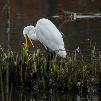 Egret at Beaverton Creek Wetlands, Winter 2021
