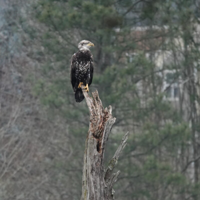 Juvenile Bald Eagle at Beaverton Creek Wetlands, Winter 2021