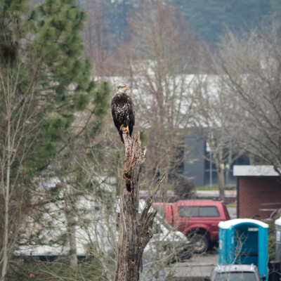 Juvenile Bald Eagle in the urban wetlands at Tualatin Hills, Winter 2021-22