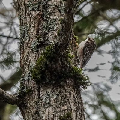 Brown Creeper at Beaverton Creek Wetlands, Winter 2021