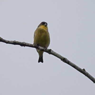 Goldfinch at Beaverton Creek Wetlands, Winter 2021